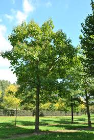 Attēlu rezultāti vaicājumam “Pohlia elongata”