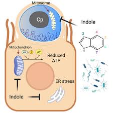 Attēlu rezultāti vaicājumam “Enteridium corticatum”