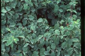 Attēlu rezultāti vaicājumam “Lonicera xylosteum leaf”