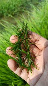 Attēlu rezultāti vaicājumam “Najas major”