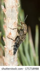 Attēlu rezultāti vaicājumam “Ontholestes murinus”