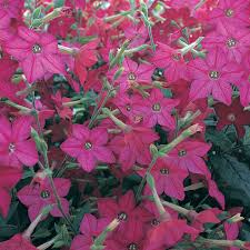Image result for Nicotiana x sanderae `Perfume`F1