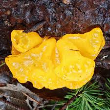 Attēlu rezultāti vaicājumam “Dacrymyces chrysospermus spores”