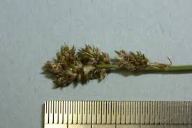 Attēlu rezultāti vaicājumam “Carex diandra leaf”