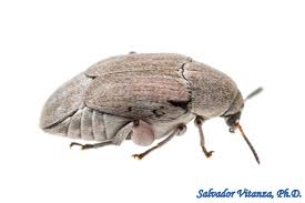 Attēlu rezultāti vaicājumam “Chrysomelidae”