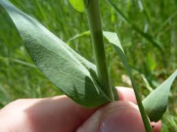 Attēlu rezultāti vaicājumam “Arabis glabra leaf”