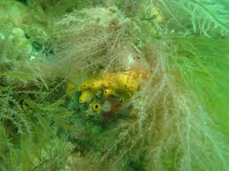 Image result for Haslemere Sub Aqua Club