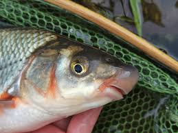 Image result for Chondrostoma nasus