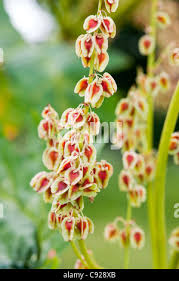 Attēlu rezultāti vaicājumam “Rheum rhabarbarum fruit”