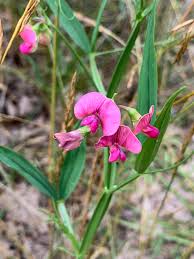 Attēlu rezultāti vaicājumam “Lathyrus sylvestris flower”