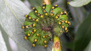 Attēlu rezultāti vaicājumam “Saturnia pavonia eggs”