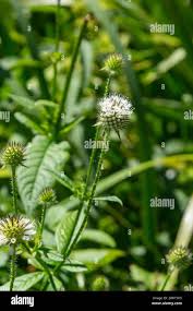 Image result for Dipsacus pilosus