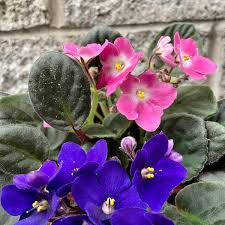 Image result for Saintpaulia ionantha Culitvar