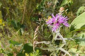 Image result for Centaurea pseudophrygia
