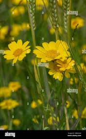 Image result for Chrysanthemum segetum