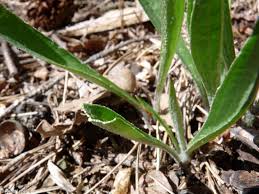 Attēlu rezultāti vaicājumam “Scorzonera humilis leaf”