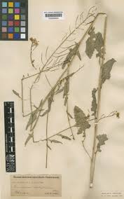 Attēlu rezultāti vaicājumam “Sisymbrium loeselii”