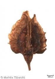 Attēlu rezultāti vaicājumam “Rumex hydrolapathum fruit”