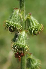 Attēlu rezultāti vaicājumam “Agrimonia eupatoria fruit”