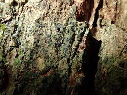 Attēlu rezultāti vaicājumam “Arthonia spadicea”