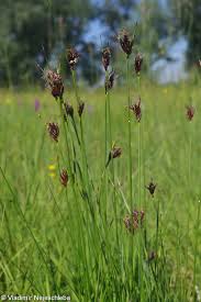 Attēlu rezultāti vaicājumam “Schoenus ferrugineus flower”
