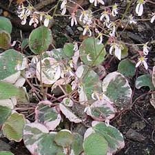 Attēlu rezultāti vaicājumam “Saxifraga cymbalaria fruit”