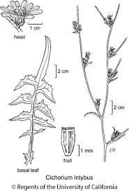 Image result for Cichorium intybus