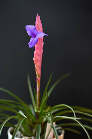 Image result for tillandsia umbellata