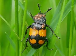 Attēlu rezultāti vaicājumam “Nicrophorus investigator”