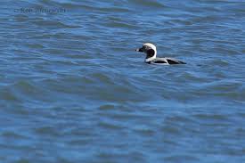 Attēlu rezultāti vaicājumam “Clangula hyemalis male”