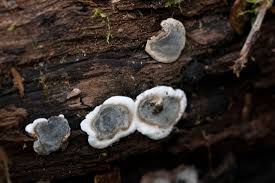 Attēlu rezultāti vaicājumam “Kretzschmaria deusta”