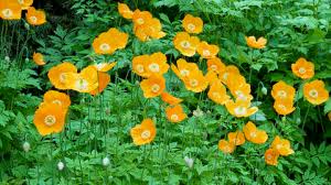Image result for Scheinmohn