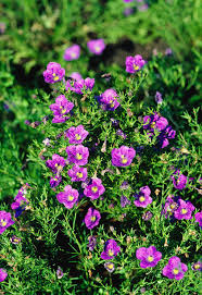 Image result for Nierembergia