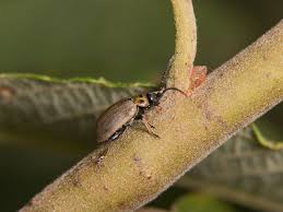 Attēlu rezultāti vaicājumam “Lochmaea caprea”