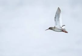 Attēlu rezultāti vaicājumam “Tringa totanus adult”