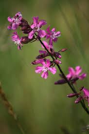 Attēlu rezultāti vaicājumam “Silene viscaria leaf”