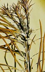 Attēlu rezultāti vaicājumam “Abietinella abietina var. hystricosa”