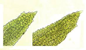 Attēlu rezultāti vaicājumam “Didymodon tophaceus sporophyte”