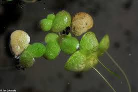 Attēlu rezultāti vaicājumam “Lemna gibba”