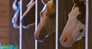 Image result for Carman Stables