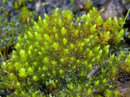 Attēlu rezultāti vaicājumam “Bryum neodamense”