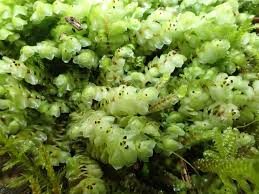 Attēlu rezultāti vaicājumam “Scapania nemorea”