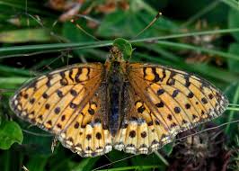 Attēlu rezultāti vaicājumam “Argynnis aglaja”