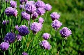 Attēlu rezultāti vaicājumam “Allium schoenoprasum”