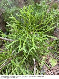 Attēlu rezultāti vaicājumam “Diphasium complanatum”