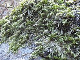 Attēlu rezultāti vaicājumam “Isothecium myosuroides”