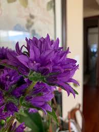 Attēlu rezultāti vaicājumam “Campanula cervicaria flower”