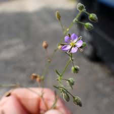Attēlu rezultāti vaicājumam “Oenothera rubricauli bud”