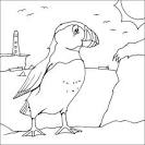 Puffin coloring page