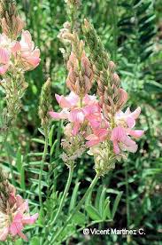 Attēlu rezultāti vaicājumam “Onobrychis arenaria fruit”